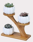 Succulent Plant Ceramic Owl Treetop